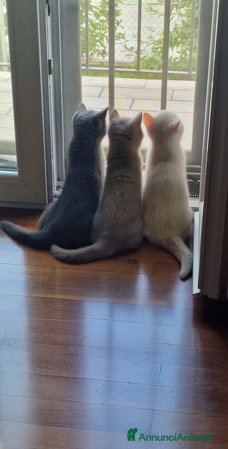 British gatti British shorthair  - Annuncio 40
