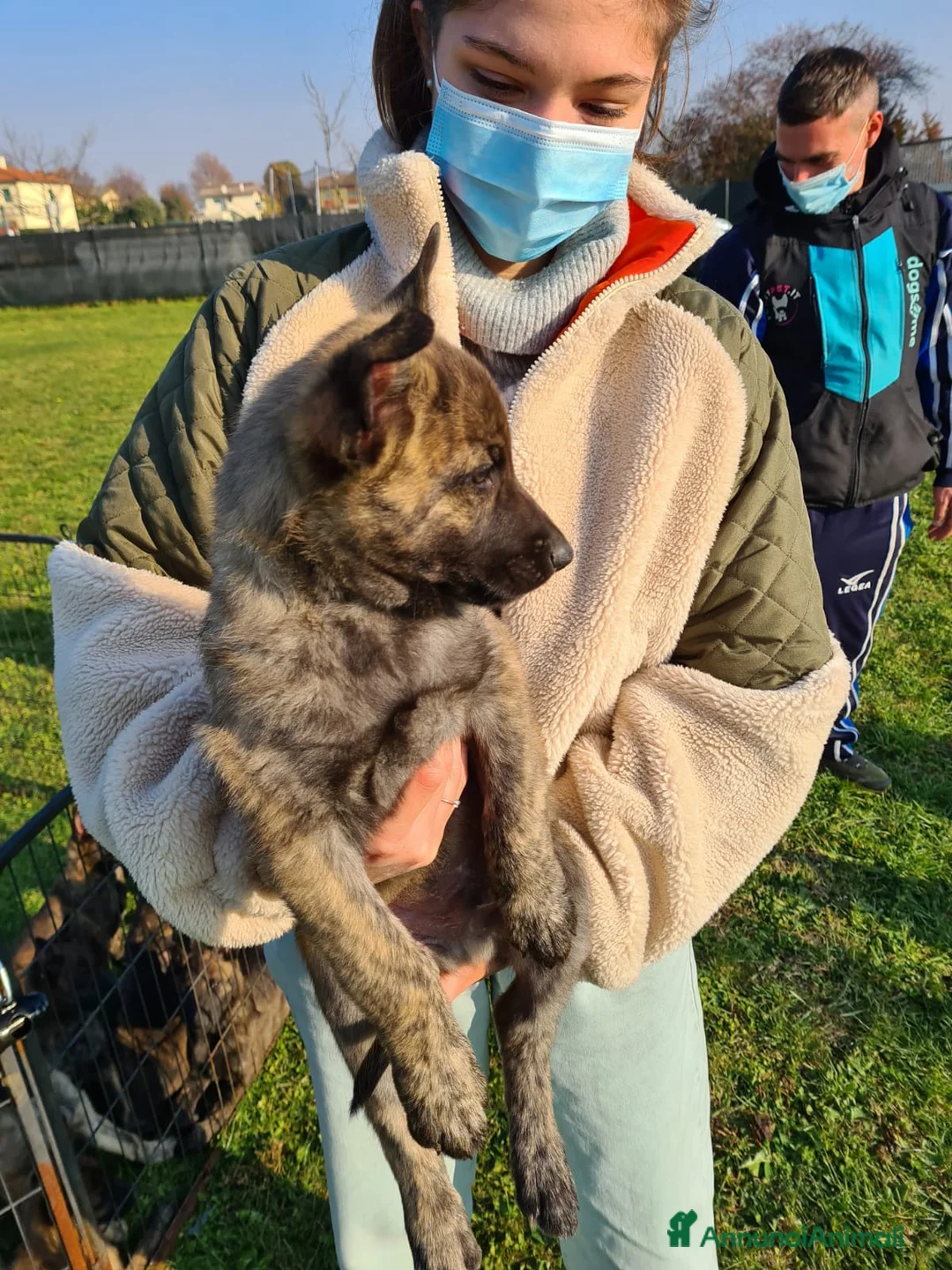 Pastore Olandese cani in regalo: REGALO PASTORE OLANDESE FEMMINA 5 ANNI TREVISO a Provincia di Treviso - Annuncio 2