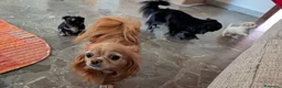 Chihuahua cani in vendita: Cuccioli di Chihuahua a Provincia di Rieti - Annuncio 2