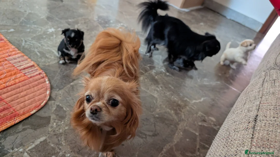 Chihuahua cani in vendita: Cuccioli di Chihuahua a Provincia di Rieti - Annuncio 2