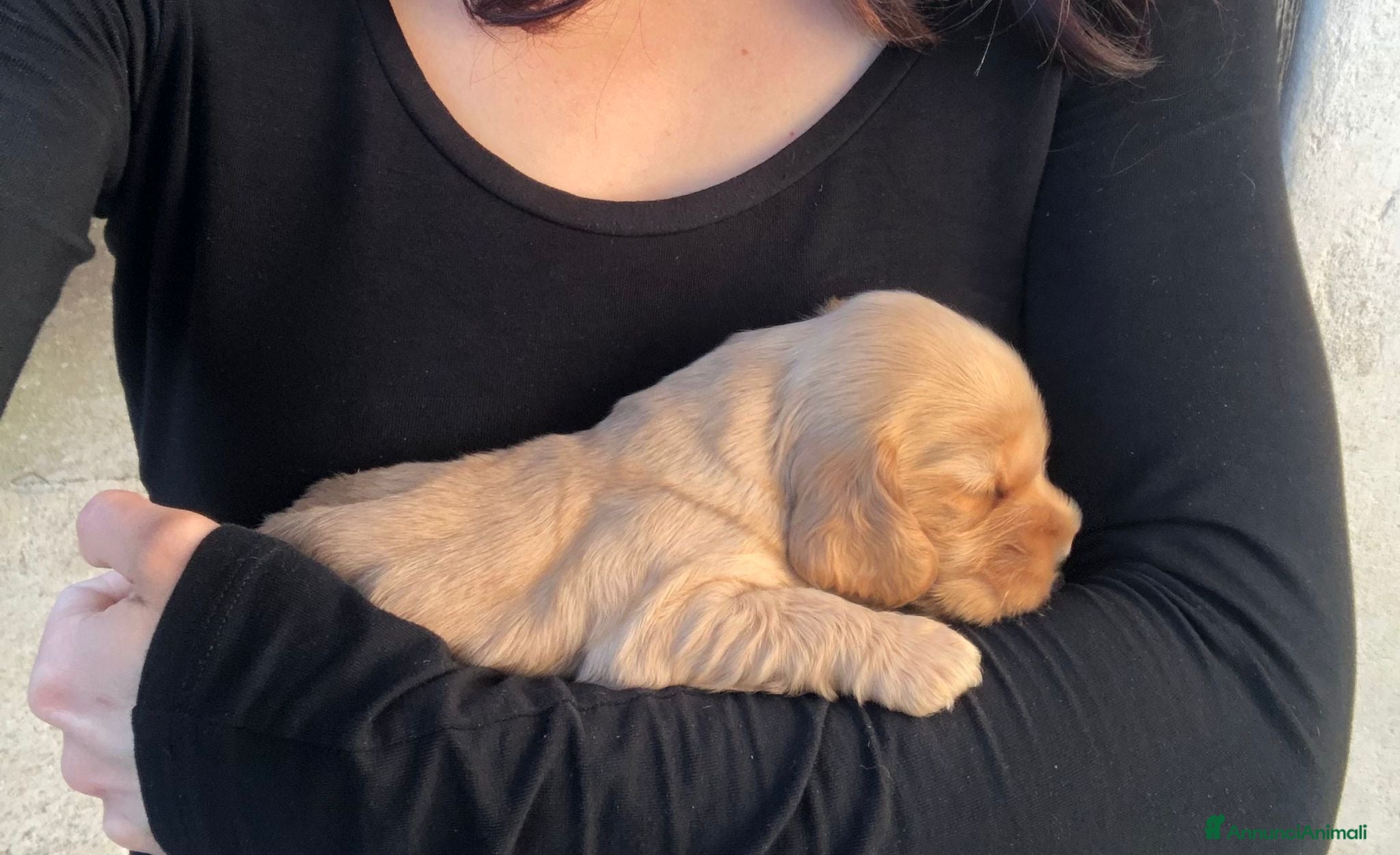 Cocker cani Cuccioli di cocker spaniel con pedigree ENCI - Annuncio 1