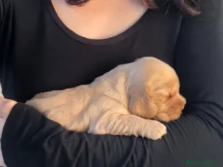 Cocker cani Cuccioli di cocker spaniel con pedigree ENCI - Annuncio 4