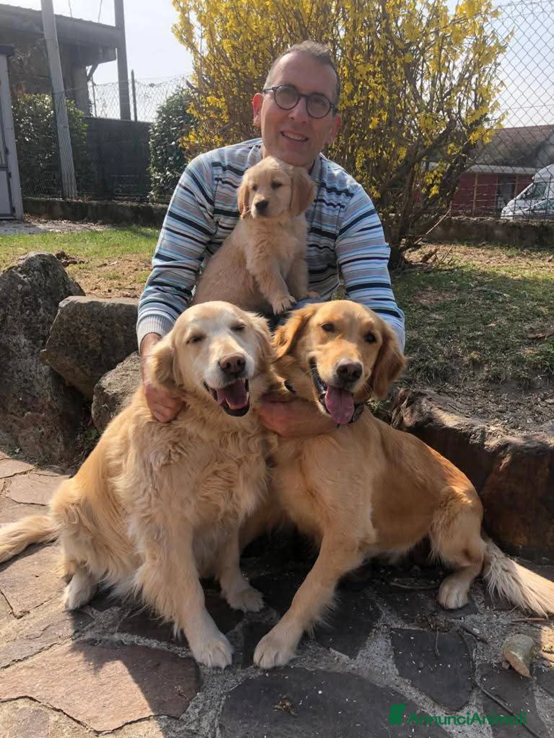 Golden Retriever cani in vendita: Cuccioli di Golden retriever  a Provincia di Varese - Annuncio 3