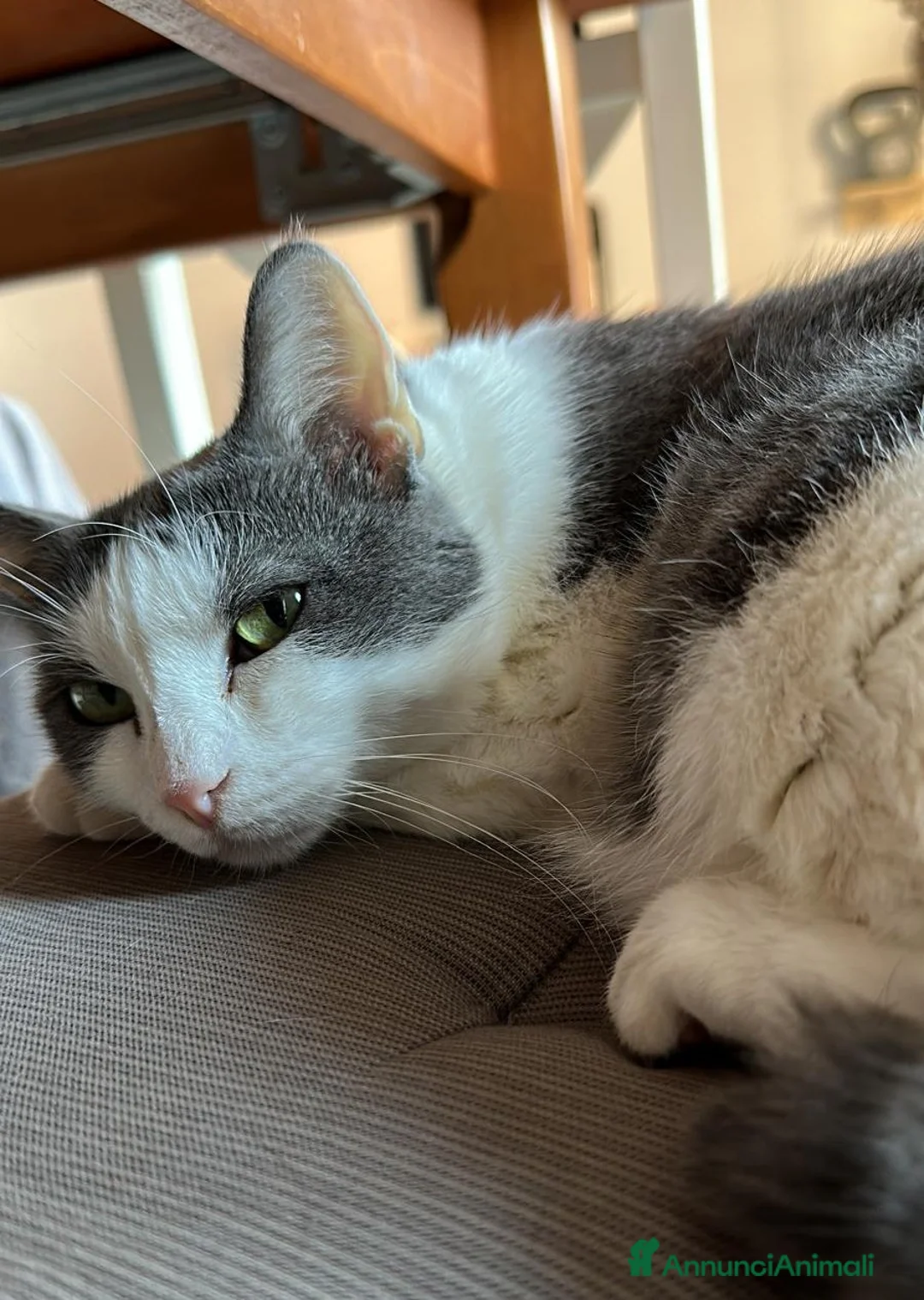 Europeo gatti in regalo: WEINE e UANA, dolci gatti in adozione! - Annuncio 2