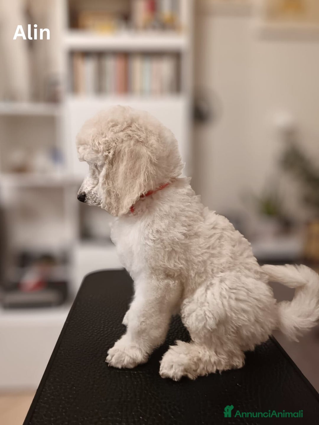 Barbone cani in vendita: Cuccioli di Barboncino con Pedigree ENCI 🐩 a Città metropolitana di Roma Capitale - Annuncio 14