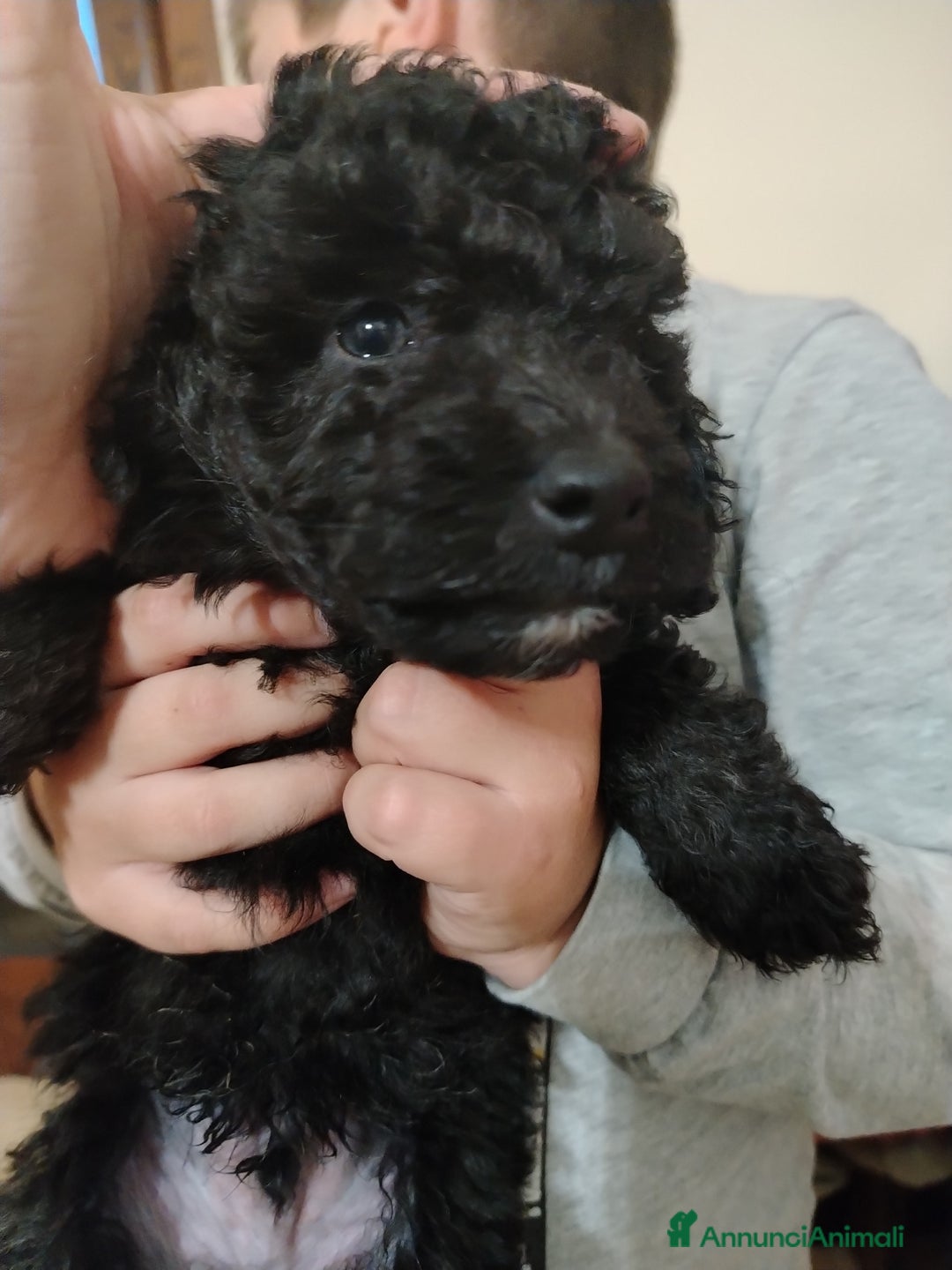 Barboncino cani in vendita: Barboncino  - Annuncio 4