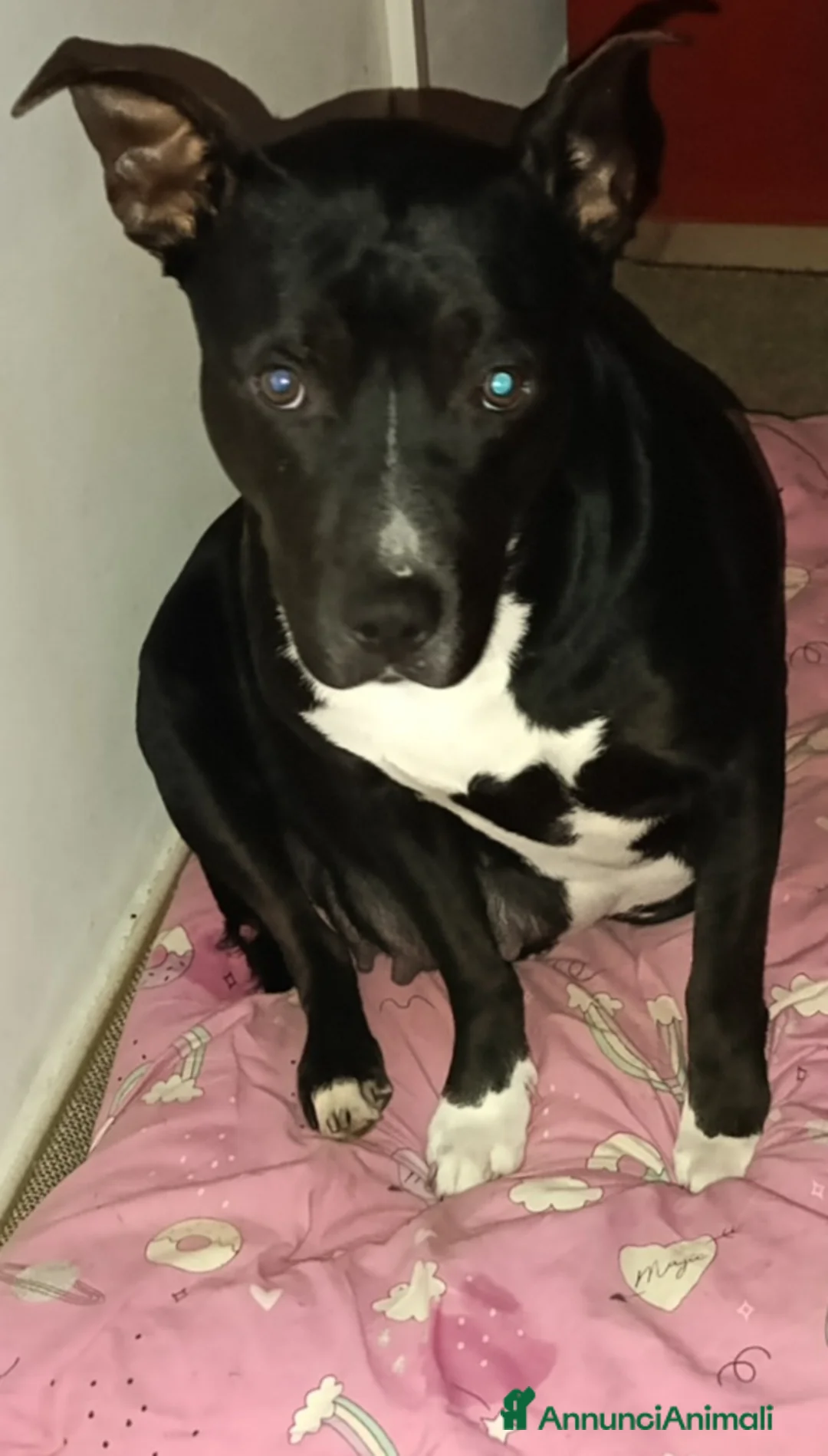 American Staffordshire cani in vendita: Amstaff  - Annuncio 1