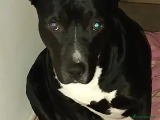 American Staffordshire cani Amstaff - Annuncio 1