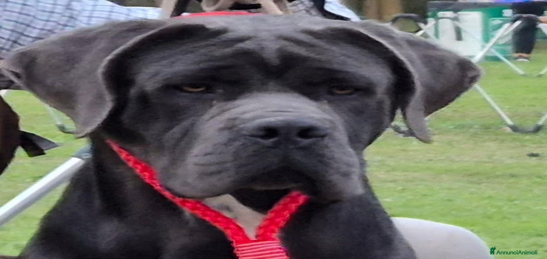 Immagine della galleria {{count}}