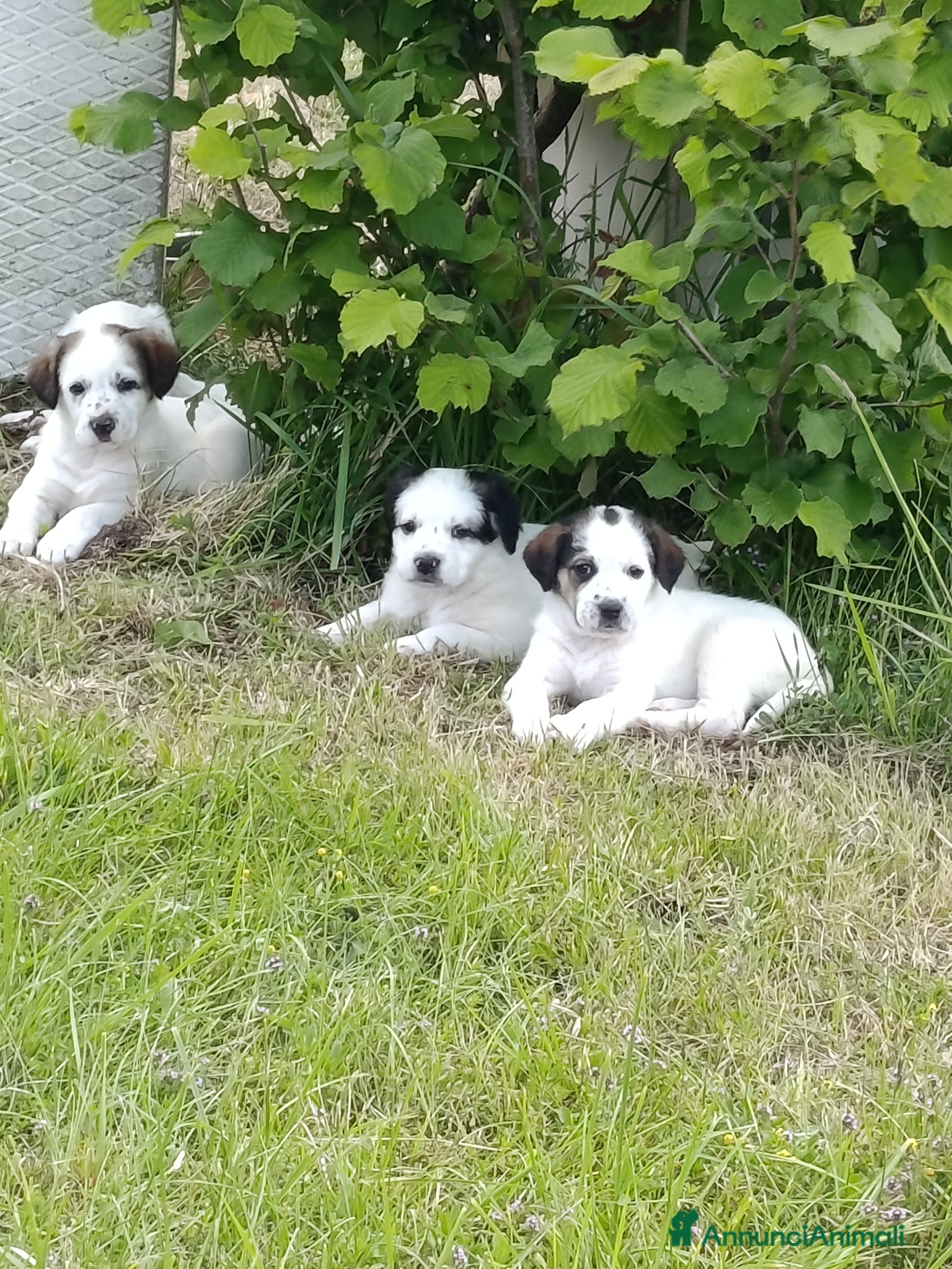 Meticcio cani Piccoli cercano famiglia  - Annuncio 8