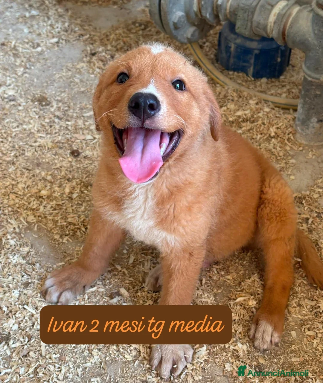 Meticcio cani in regalo: Bellissimi cuccioli in rifugio  a Città Metropolitana di Bologna - Annuncio 13
