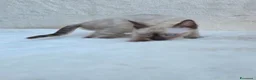 Bengala gatti in vendita: Cucciolo gatto bengala  - Annuncio 7
