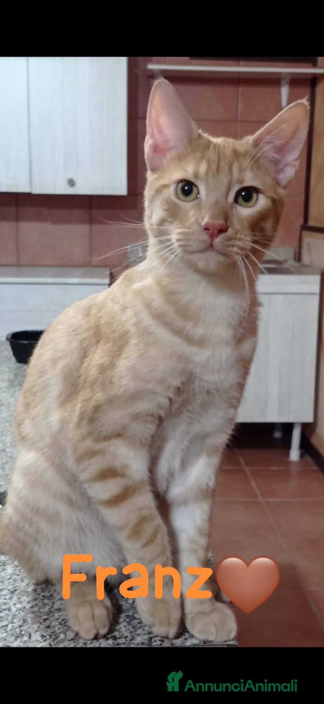 Europeo gatti in regalo: Ale e Franz 2mici rossi 7mesi ROMA SOS  - Annuncio 3