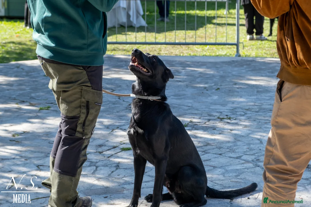 Cane delle Alpi Apuane cani in regalo: RAGNAR , CANE DELLE ALPI APUANE  - Annuncio 3