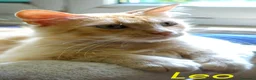 Altre razze gatti in regalo: LEO  SIMIL MAIN COON ROSA - Annuncio 2