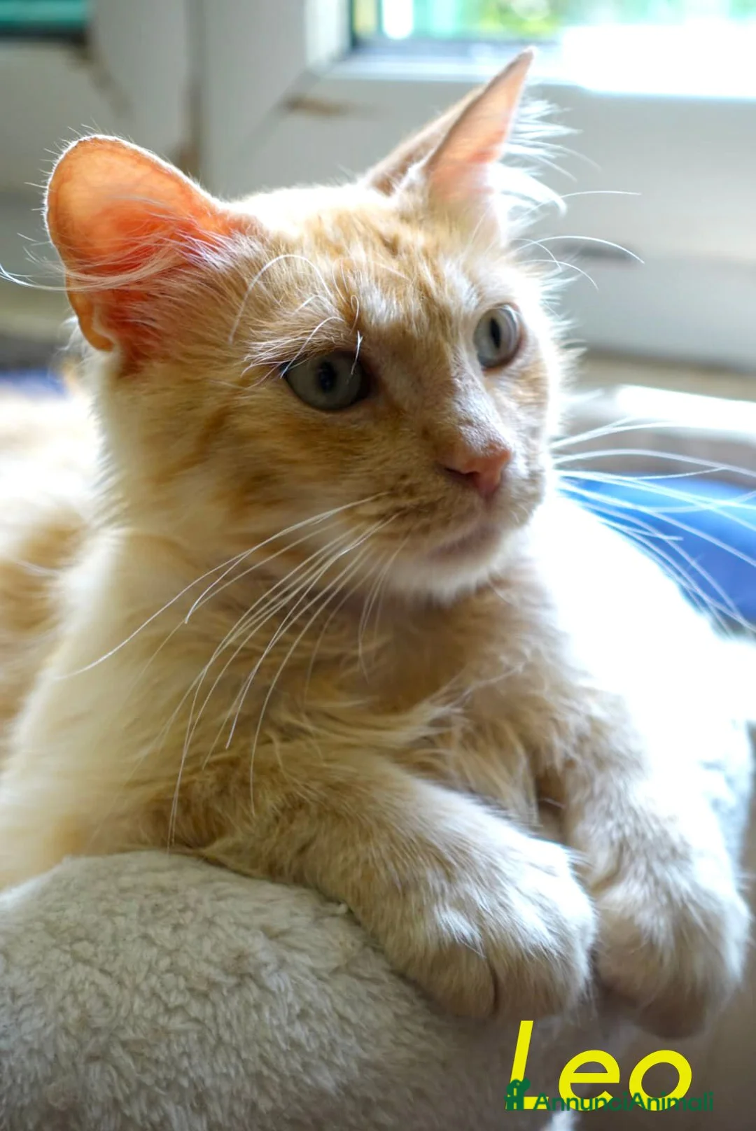 Altre razze gatti in regalo: LEO  SIMIL MAIN COON ROSA - Annuncio 2
