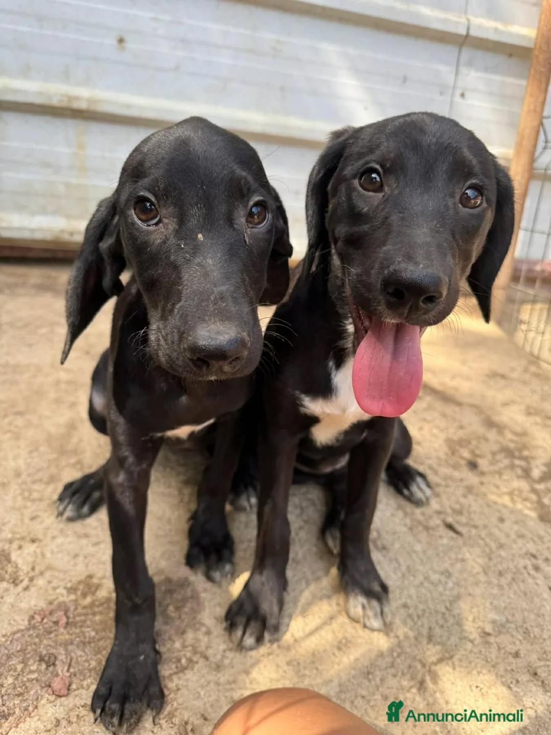 Meticcio cani in regalo: I 3 CUCCIOLI più dolci del mondo!  - Annuncio 9