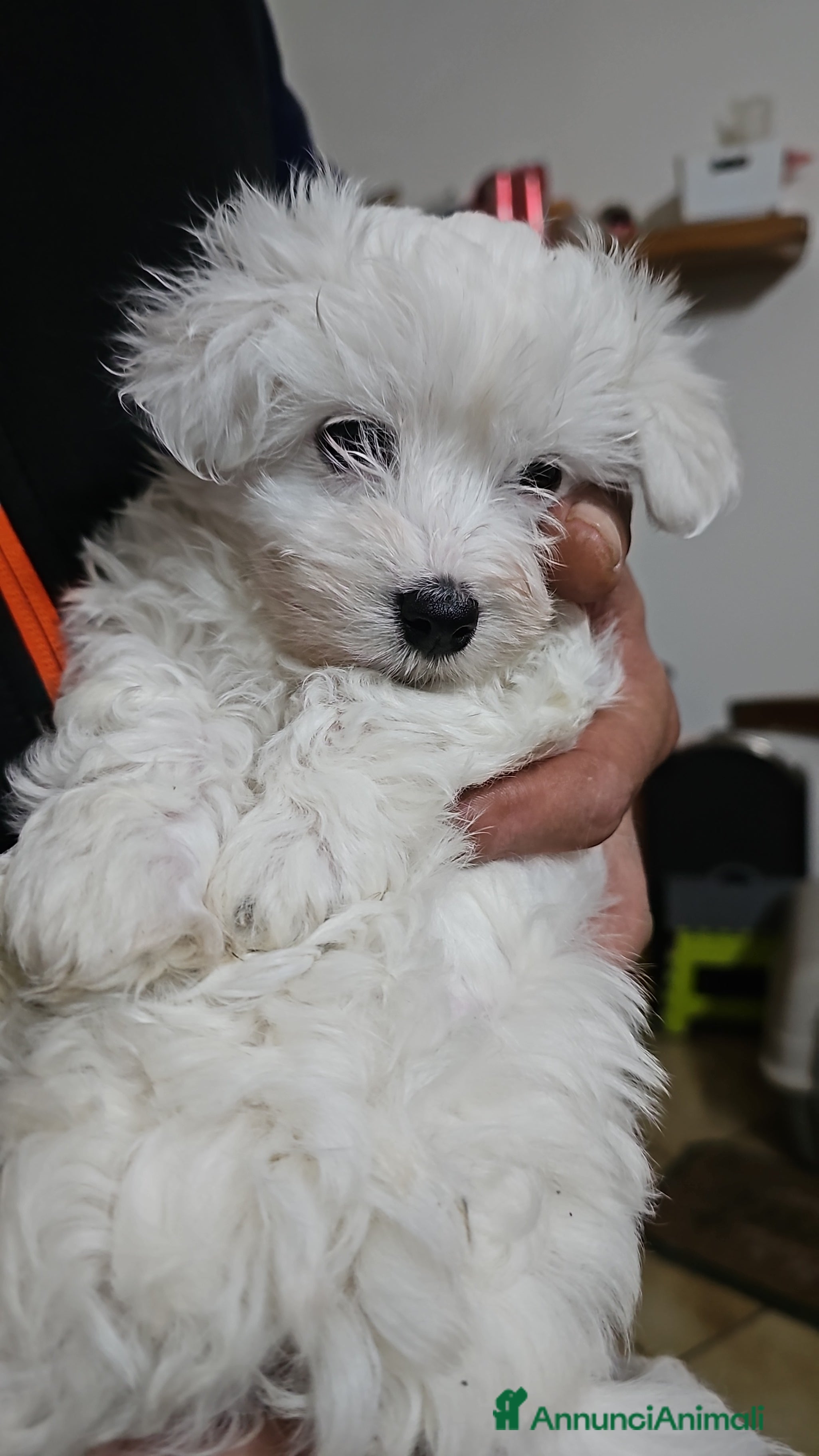 Maltese cani Cucciole di maltese - Annuncio 2