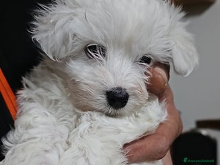 Maltese cani Cucciole di maltese - Annuncio 2