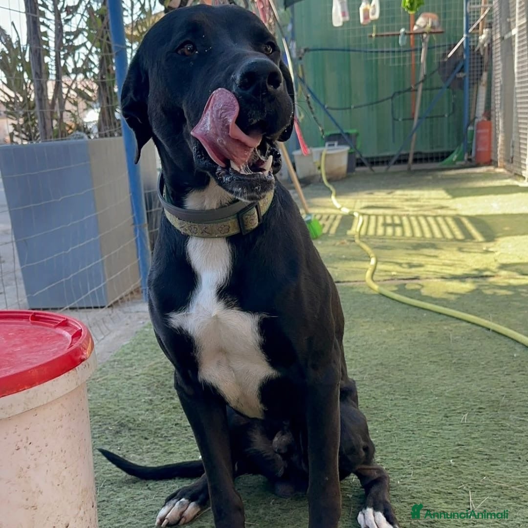 Meticcio cani in regalo: BENNY 💙 - ha bisogno di uscire da box 🙏🏻😞 - Annuncio 5