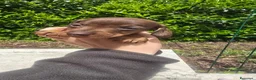 Bassotto cani in vendita: Bassotte pelo ruvido  - Annuncio 4