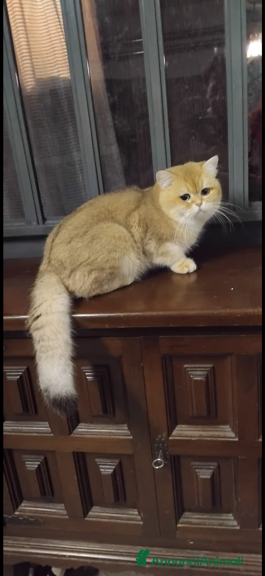 British gatti in vendita: British maschio chocolate Golden  - Annuncio 7