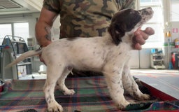 Setter Inglese cani in vendita: Setter inglesi maschi  a Provincia di Verona - Immagine 8