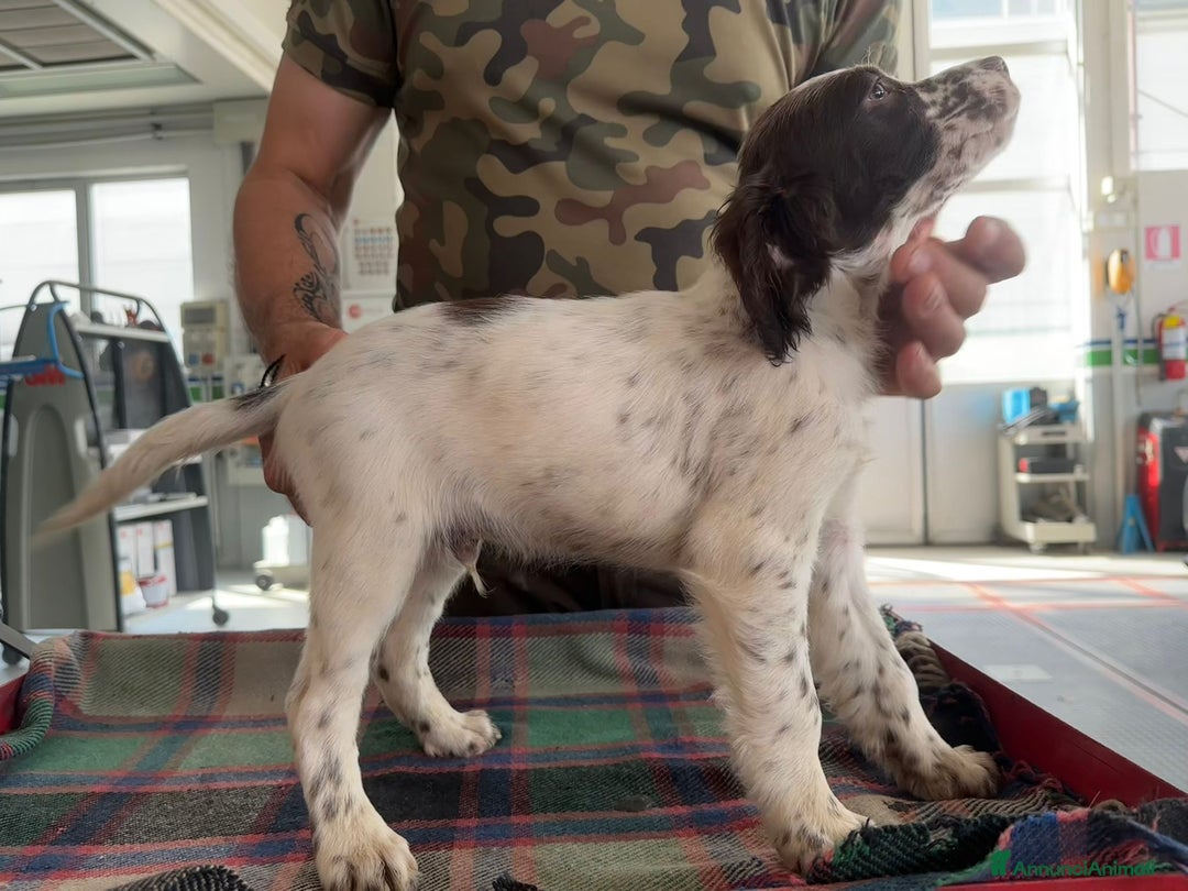 Setter Inglese cani in vendita: Setter inglesi maschi  a Provincia di Verona - Immagine 8