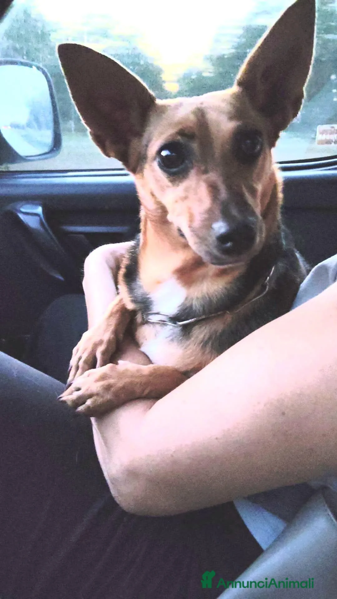 Meticcio cani in regalo: SIBILLA - Annuncio 4