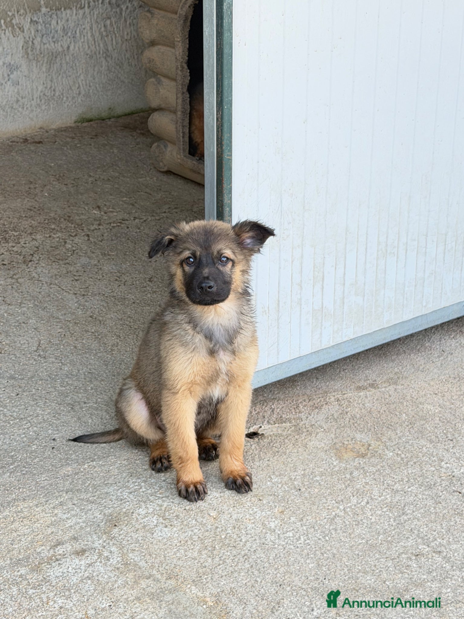 Meticcio cani Rose  - Annuncio 2