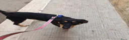 Meticcio cani in regalo: Kyra una cagnolina favolosa  - Annuncio 4
