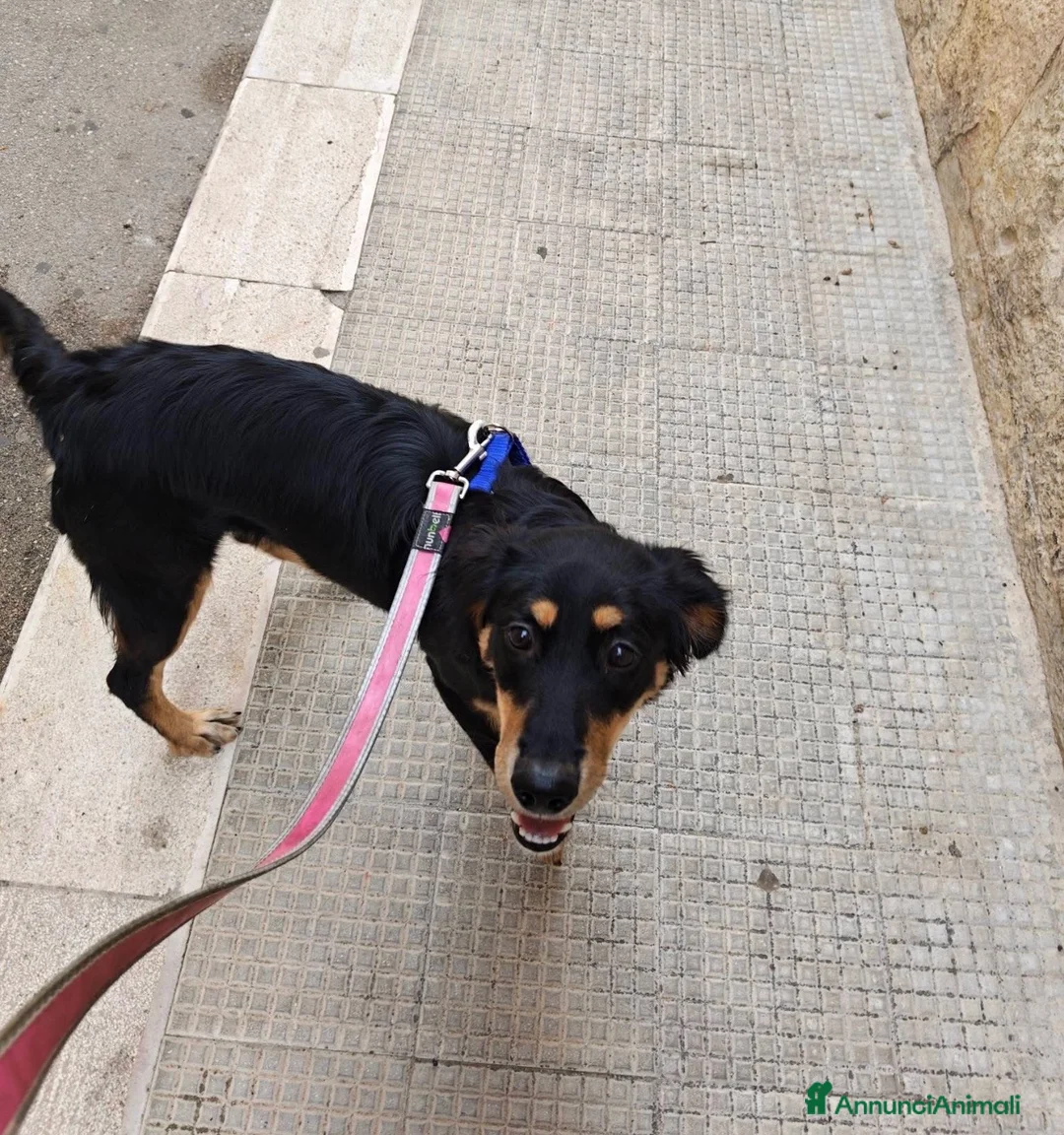 Meticcio cani in regalo: Kyra una cagnolina favolosa  - Annuncio 4
