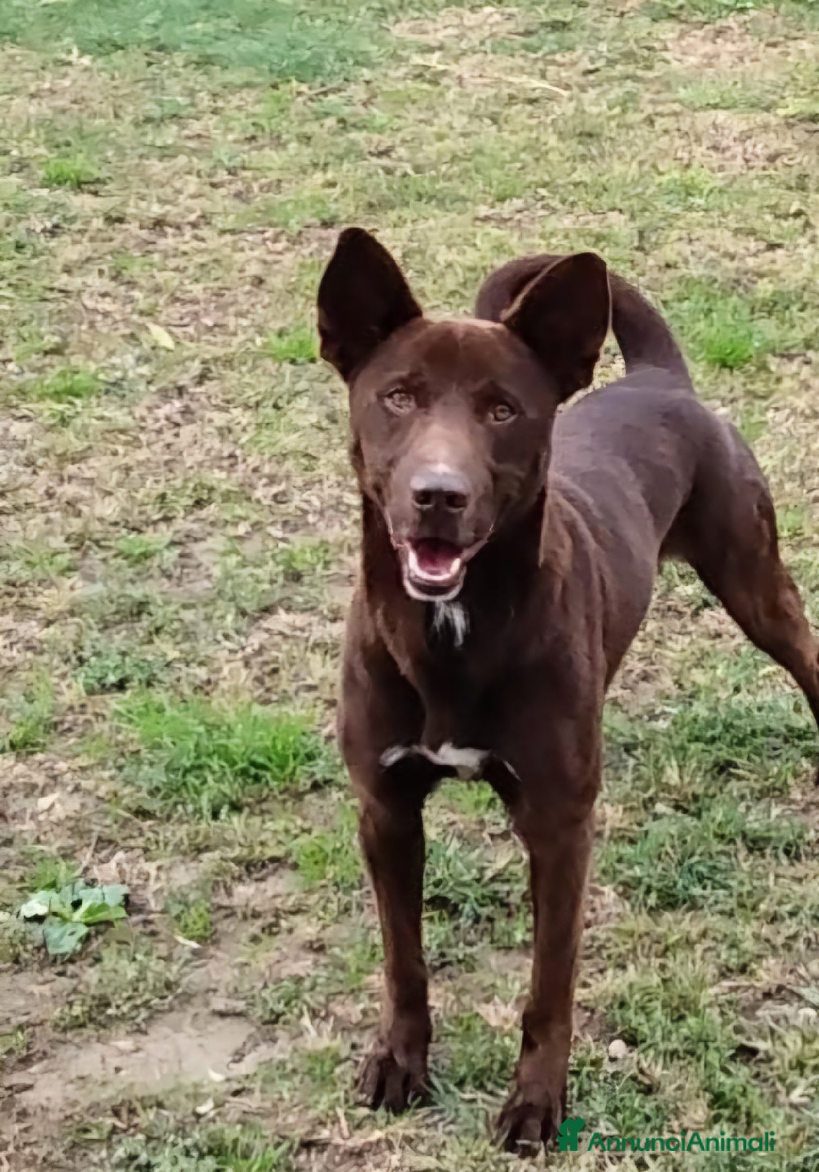 Meticcio cani Aron cerca casa  a Provincia di Pavia - Annuncio 11