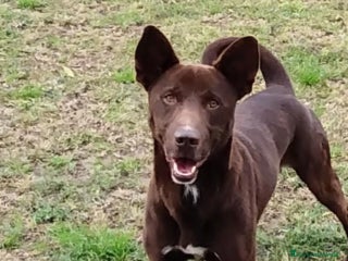 Meticcio cani Aron cerca casa a Provincia di Pavia - Annuncio 4
