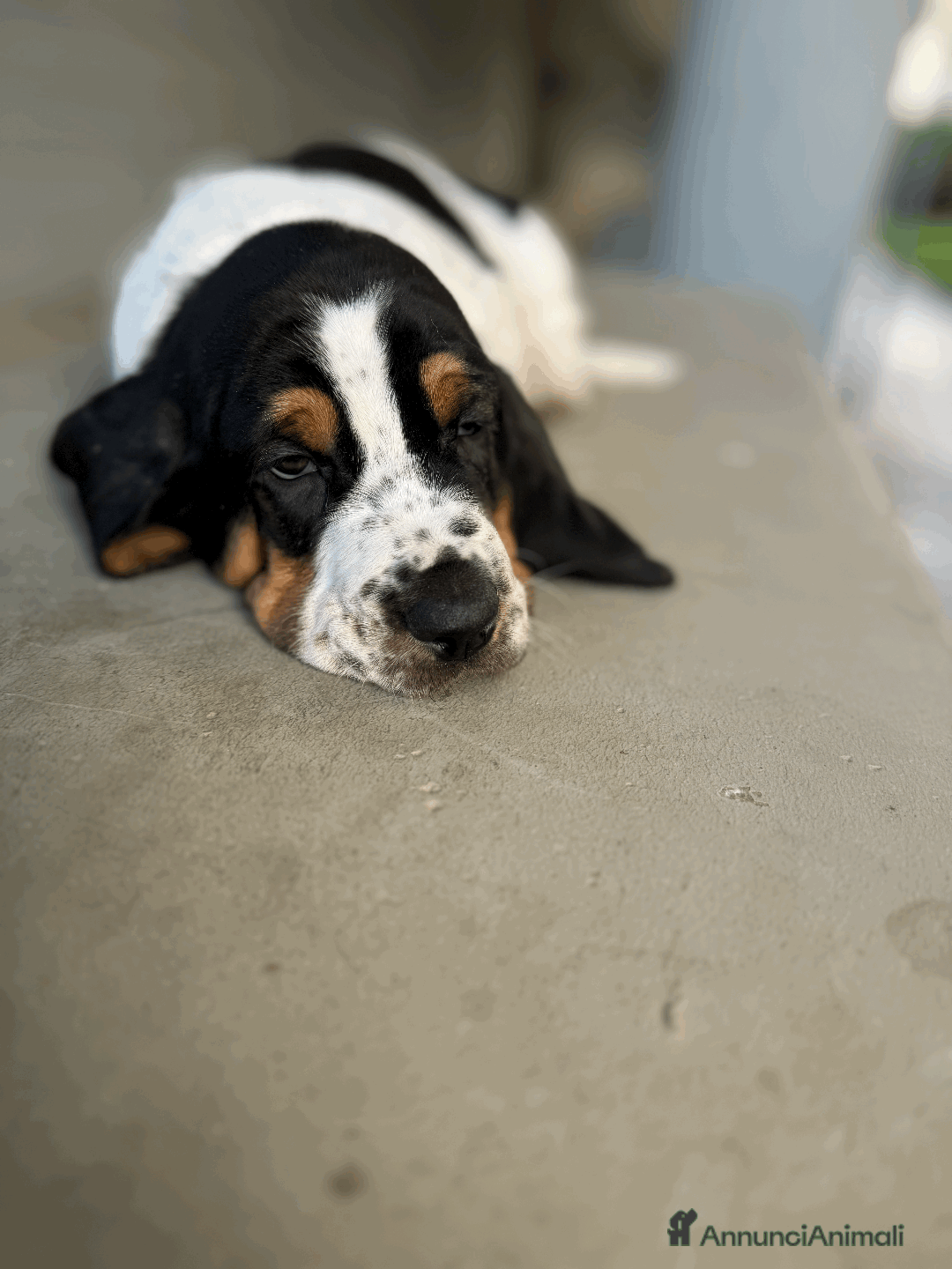 Bassethound cani in vendita: Cuccioli di Bassethound - Annuncio 4