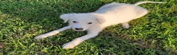 Meticcio cani in regalo: Totò cerca casa - Annuncio 2