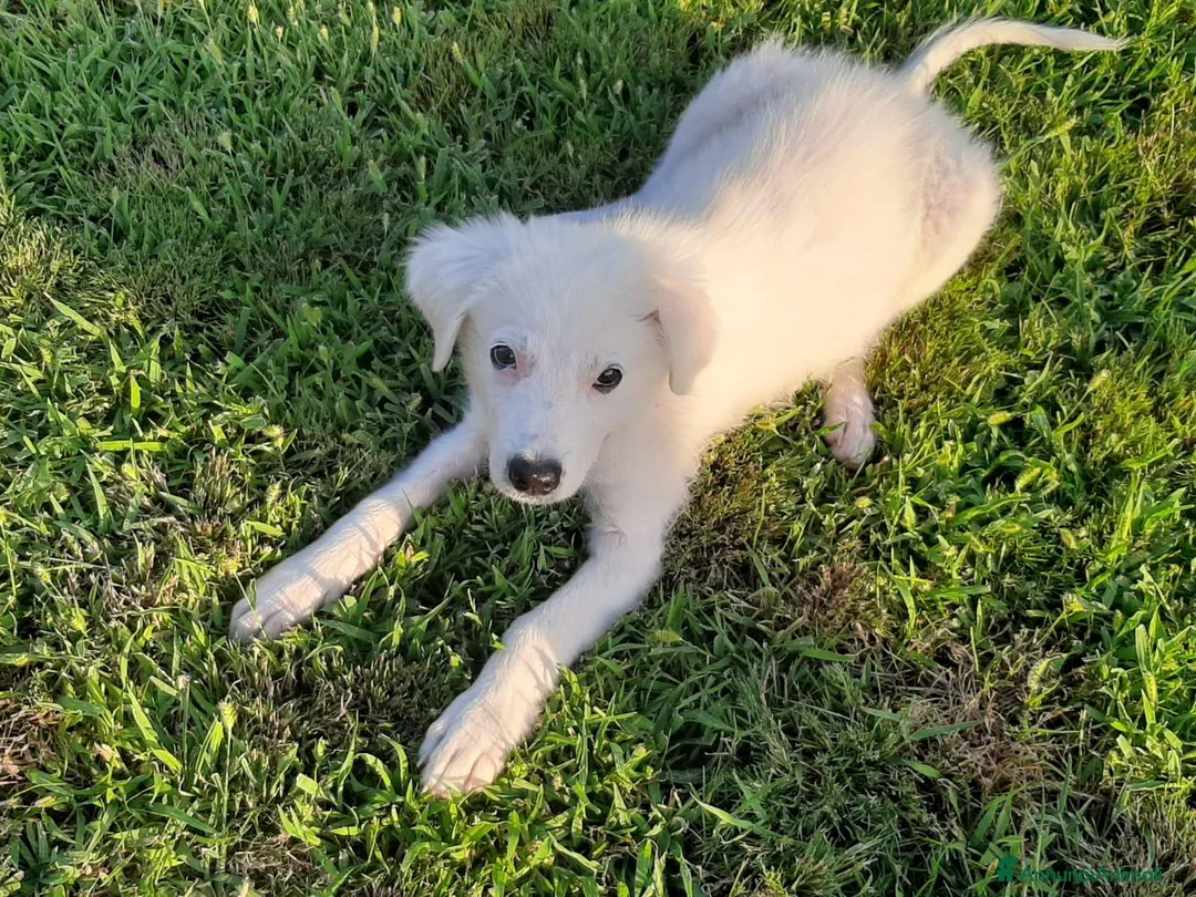 Meticcio cani in regalo: Totò cerca casa - Annuncio 2