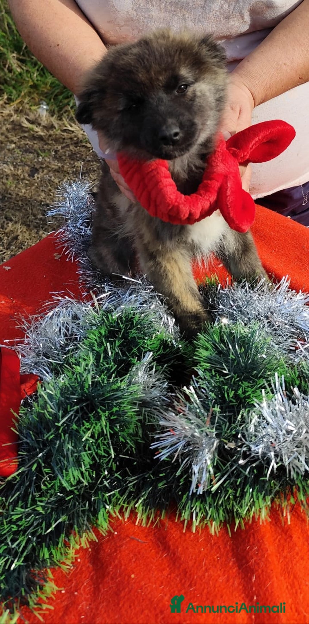 Meticcio cani in regalo: GEORGI cucciola 3 mesi taglia piccola - Annuncio 8