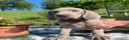 Weimaraner cani in vendita: MERAVIGLIOSA CUCCIOLA di WEIMARANER  - Annuncio 5