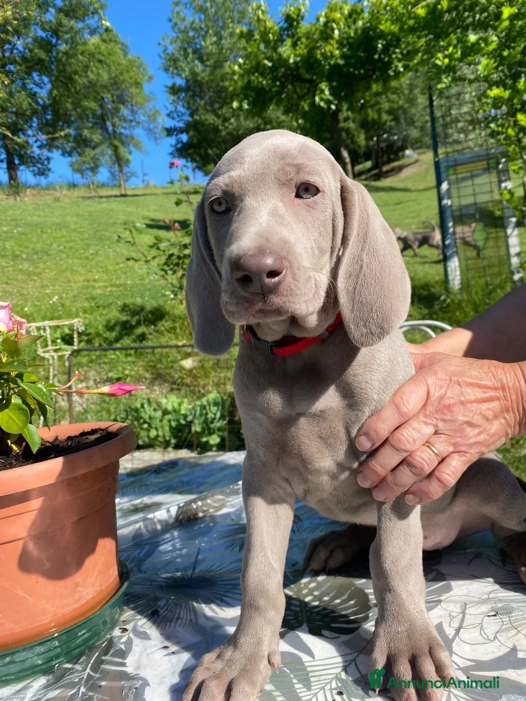 Weimaraner cani in vendita: MERAVIGLIOSA CUCCIOLA di WEIMARANER  - Annuncio 5