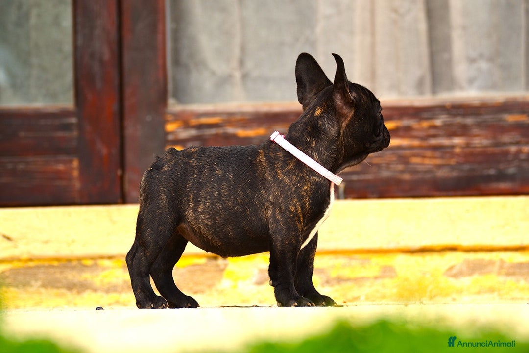 Bulldog Francese cani in vendita: Femmina Bringee  - Annuncio 7