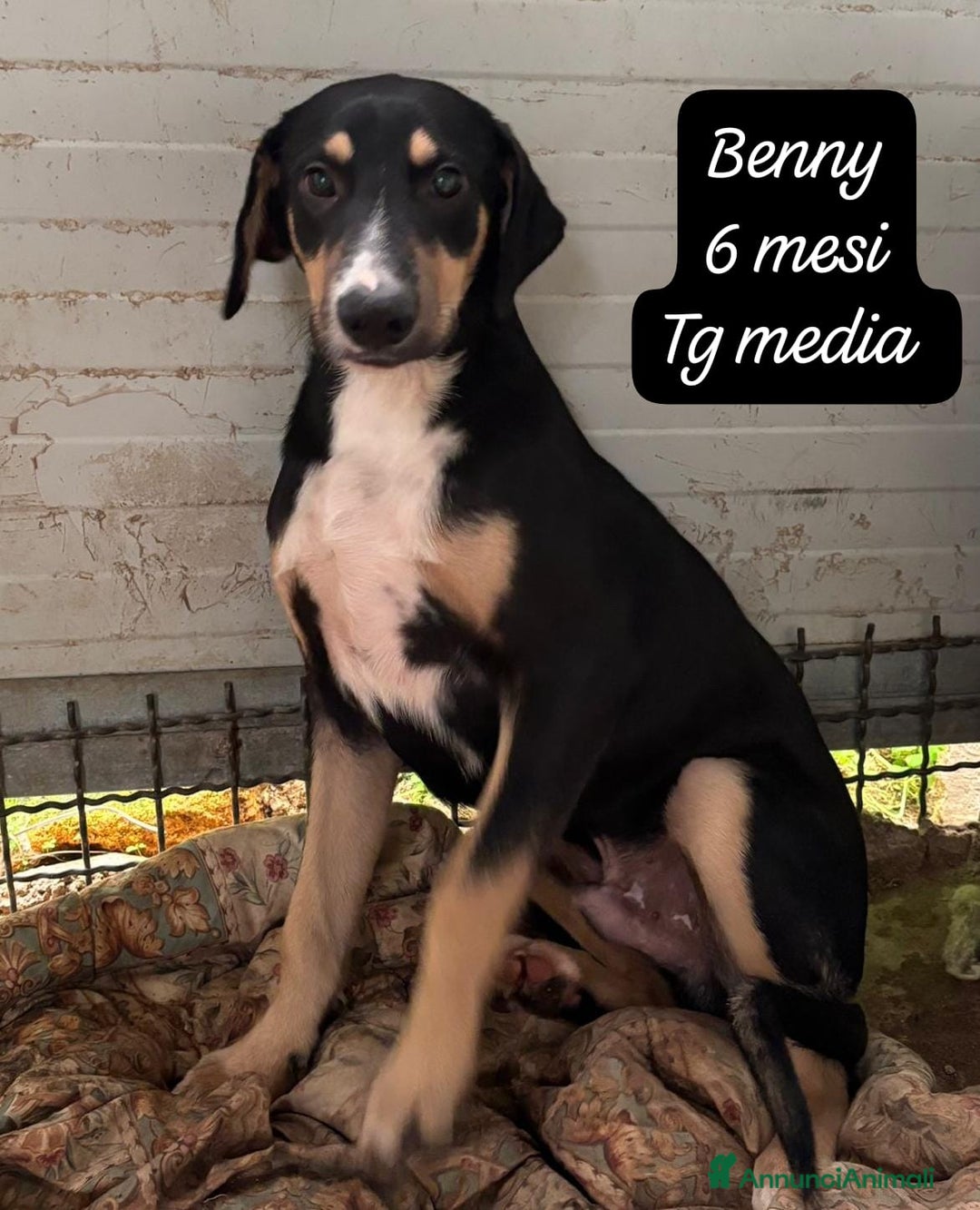 Meticcio cani in regalo: Meticci dimenticati da tutti  - Annuncio 4