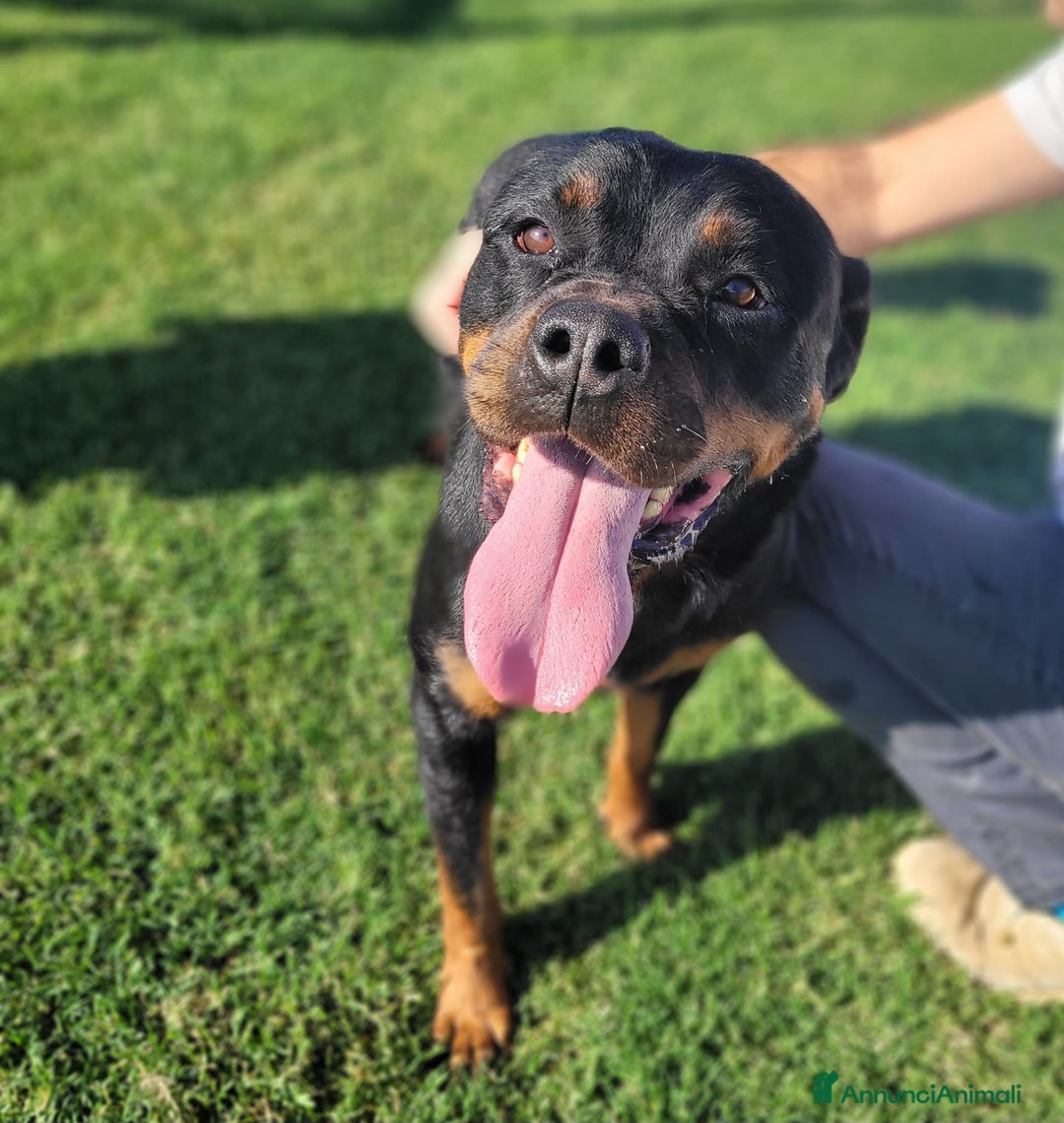 Rottweiler cani in regalo: Straordinaria Rottweiler di nome Beverly - Annuncio 5