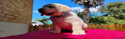 Labrador cani in vendita: Cucciolo labrador miele  - Annuncio 4