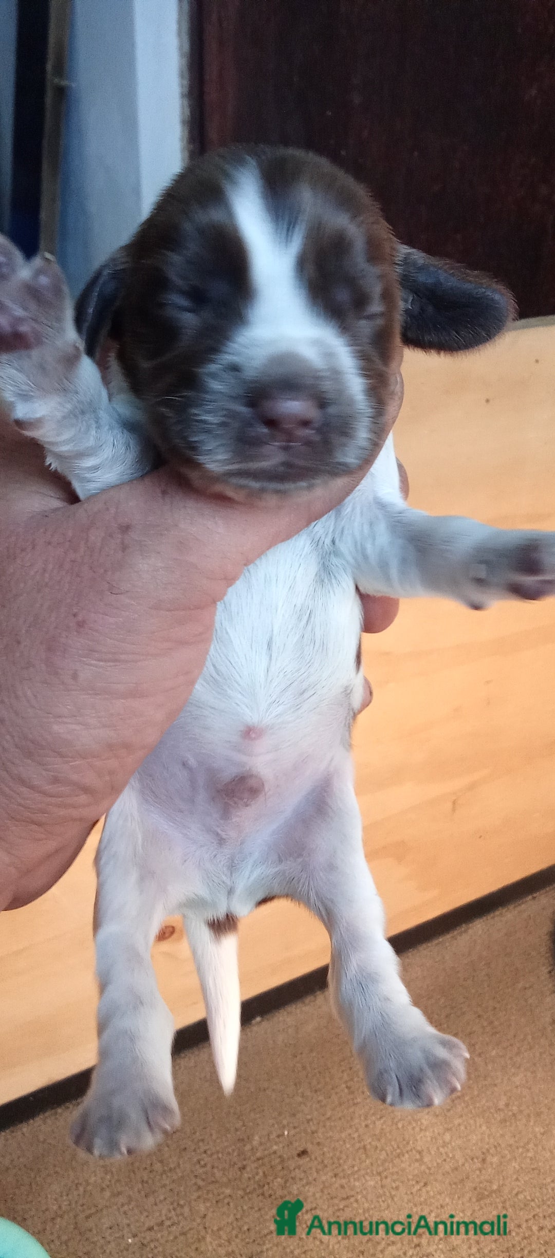 Cocker cani in vendita: Cuccioli di cocker spaniel  - Annuncio 9