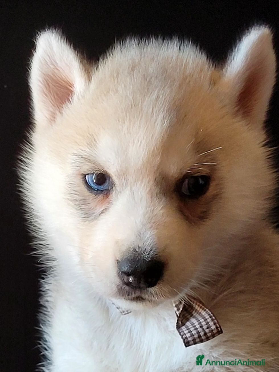 Husky cani SIBERIAN HUSKY CUCCIOLATA CON PEDIGREE  - Annuncio 27