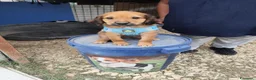 Meticcio cani in regalo: CUCCIOLI 2 mesi taglia media - Annuncio 24