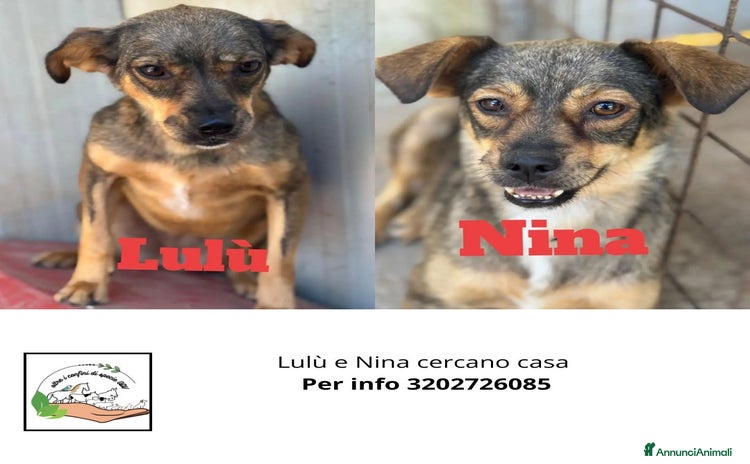 Meticcio cani a Provincia di Latina - Annuncio 3