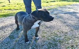 Pitbull cani in regalo: SIMONE, PIT BULL COLOR GRIGIO  a Provincia di Latina - Immagine 2