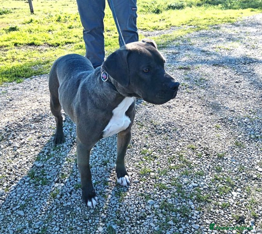 Pitbull cani in regalo: SIMONE, PIT BULL COLOR GRIGIO  a Provincia di Latina - Immagine 2